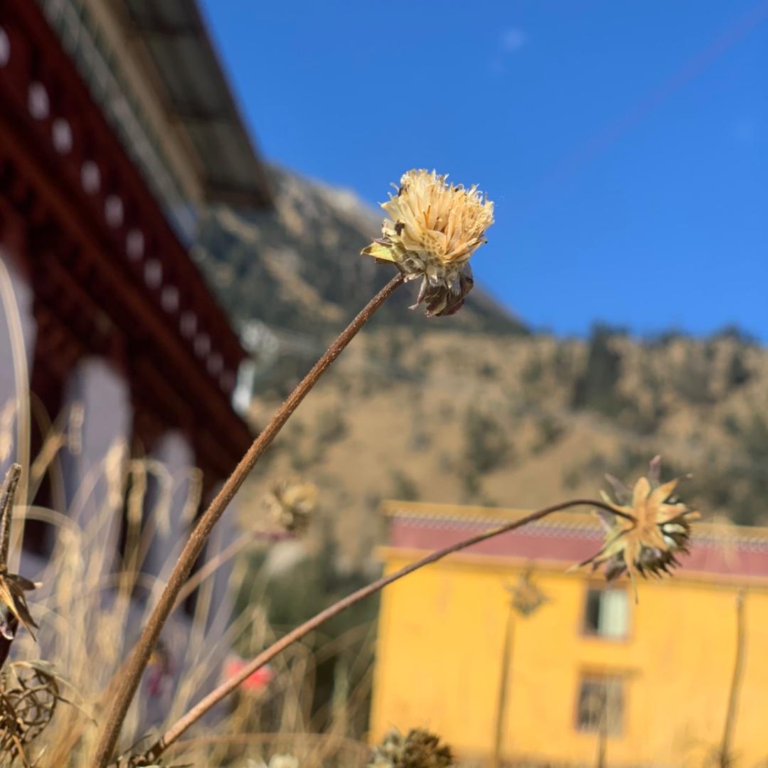 不吃不吃吃香菜+