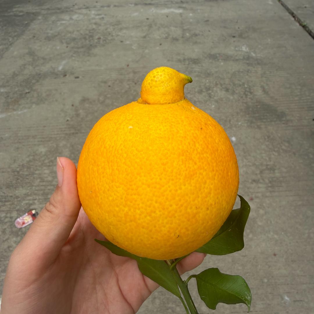 四川爱媛季供应链