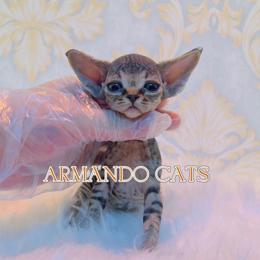 青岛Armando德文猫舍