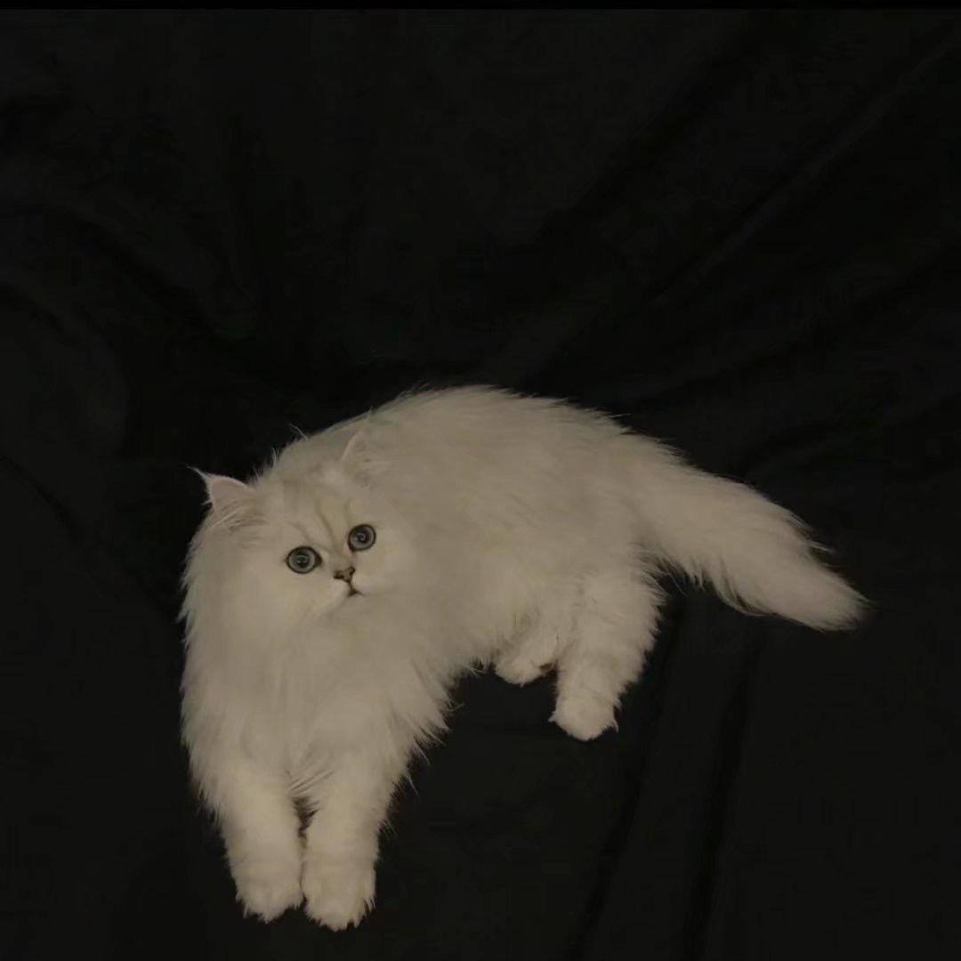 皮皮绿