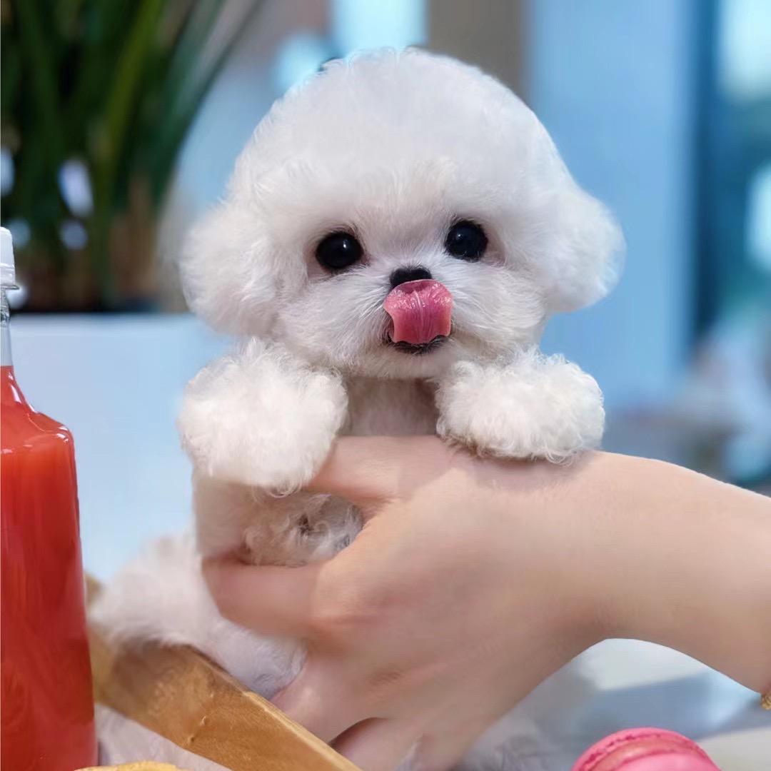 甜馨萌宠苑💕
