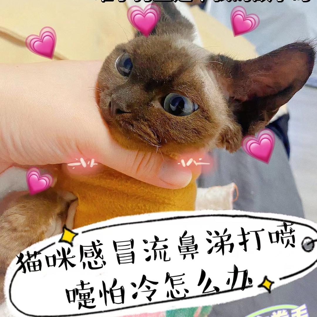 撸猫日常