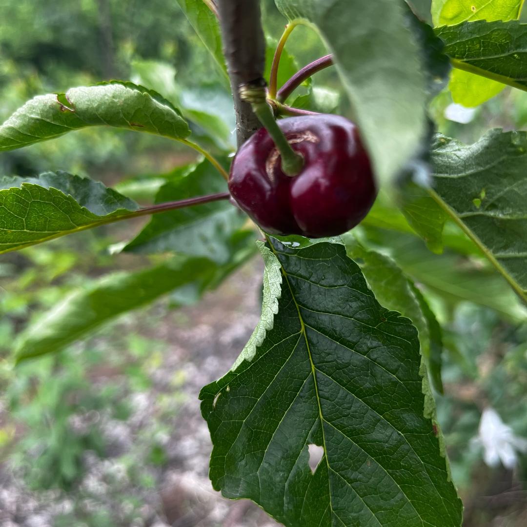 汉源县小姜车厘子🍒