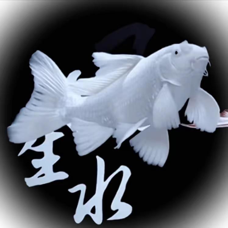 乾汇蝴蝶鲤