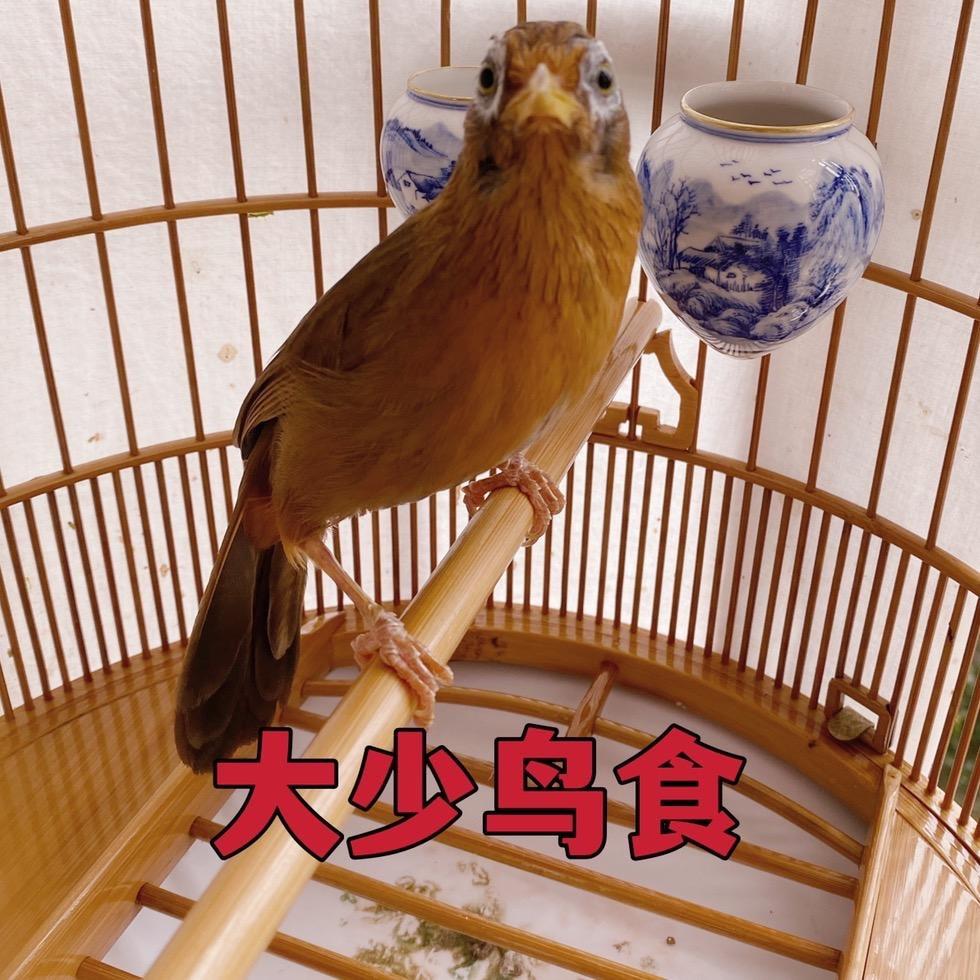 贵州大少鸟食