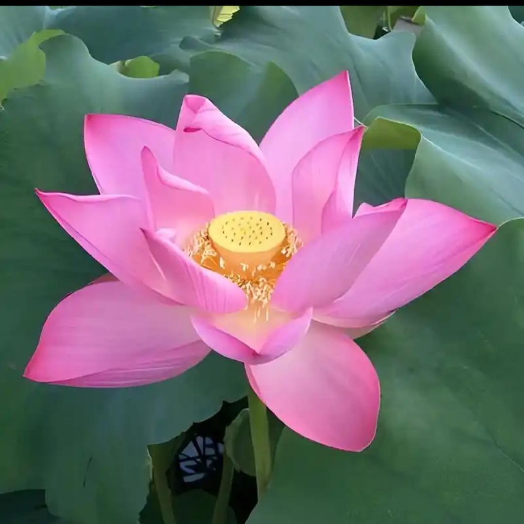 静安