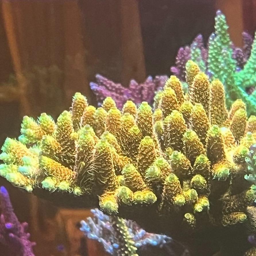 彬彬的海水缸