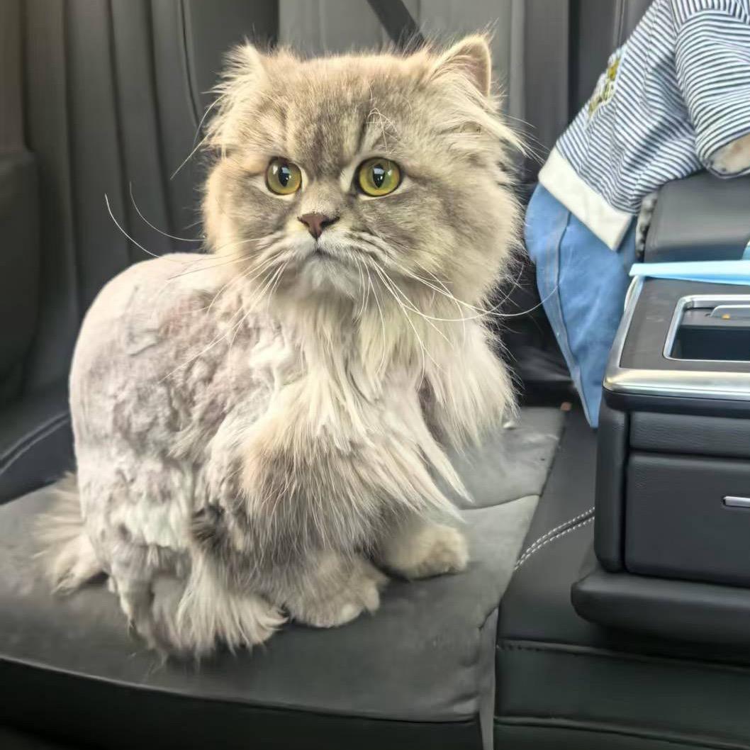 爱吃当劳的猫