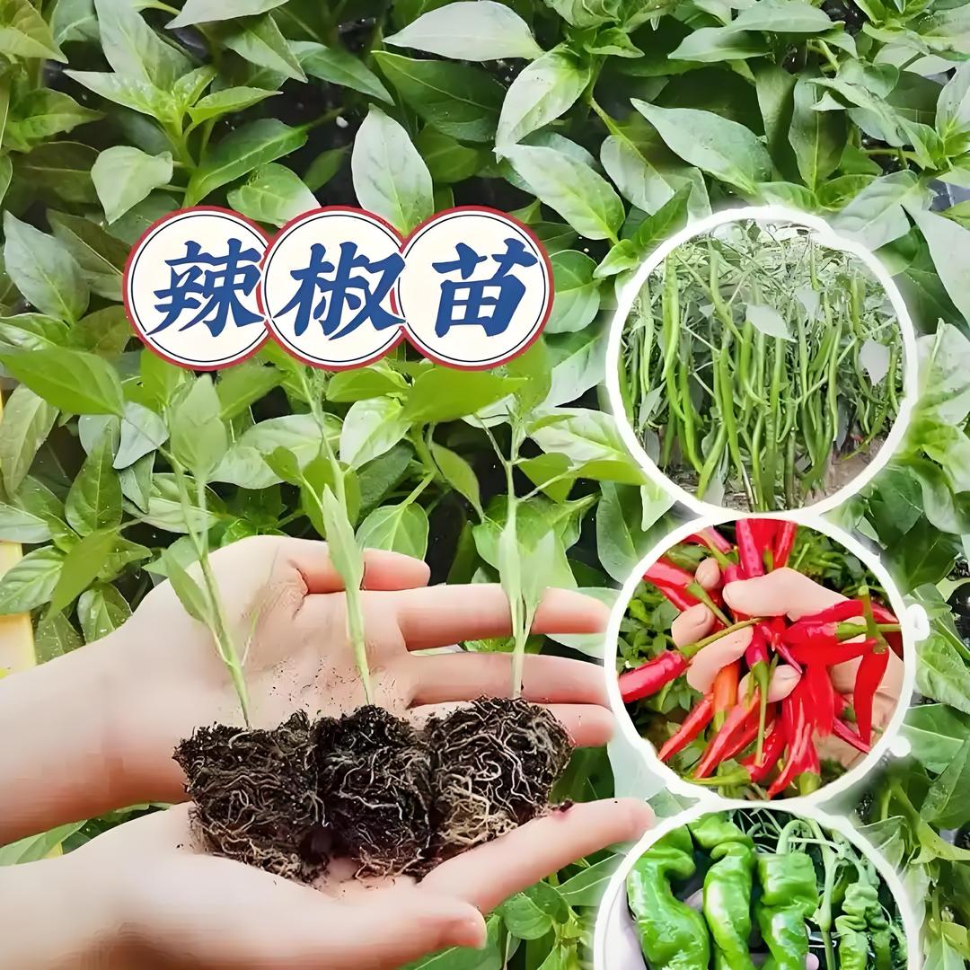༗༄༅慧心苗圃