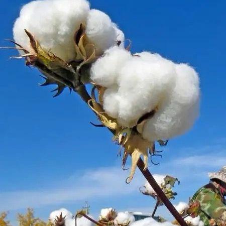 新疆长绒棉袜子工厂