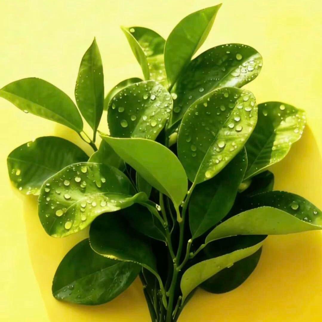 ❤️百事都可乐❤️