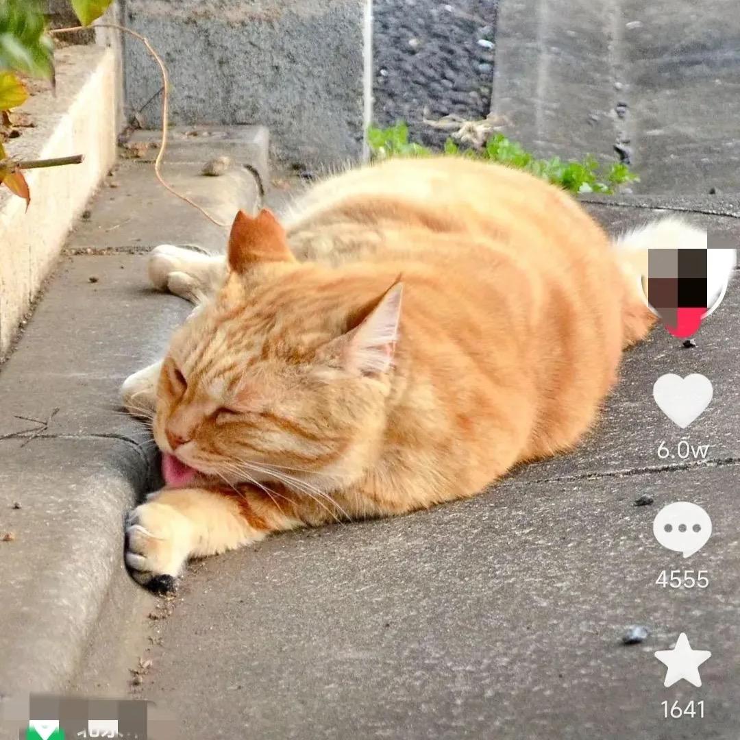 酷猫