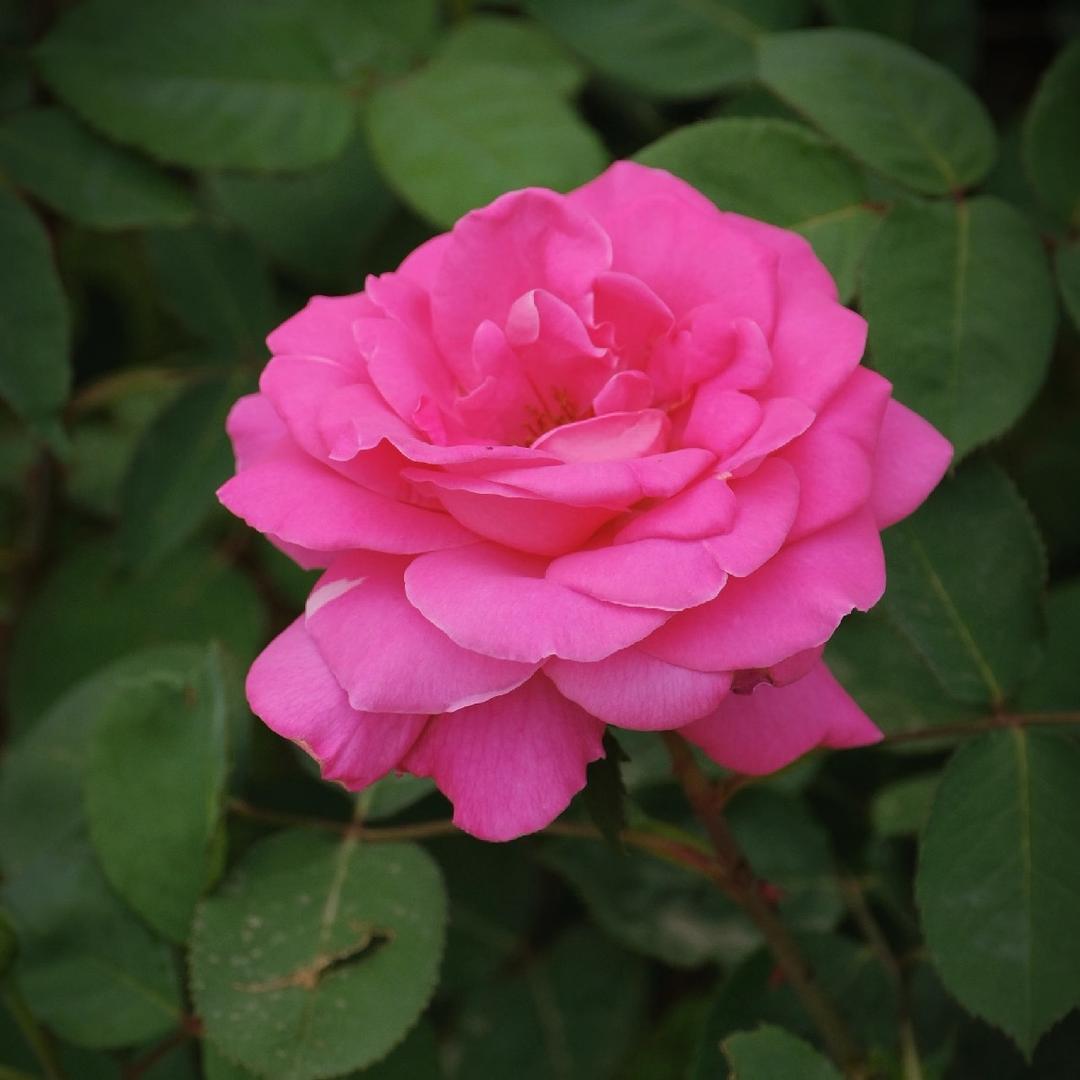 大花月季示范基地