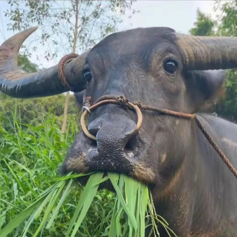 李豆豆
