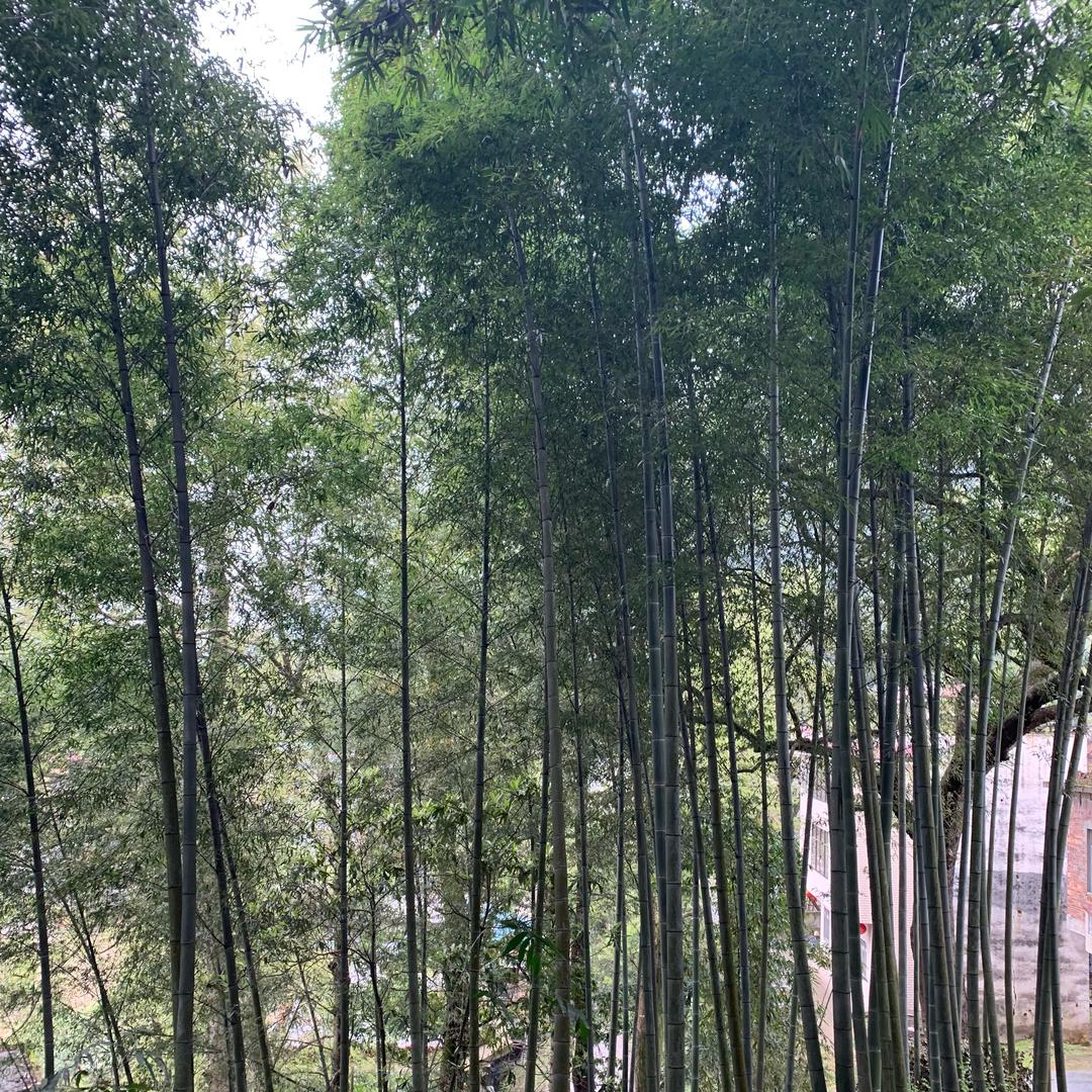 云淡风轻
