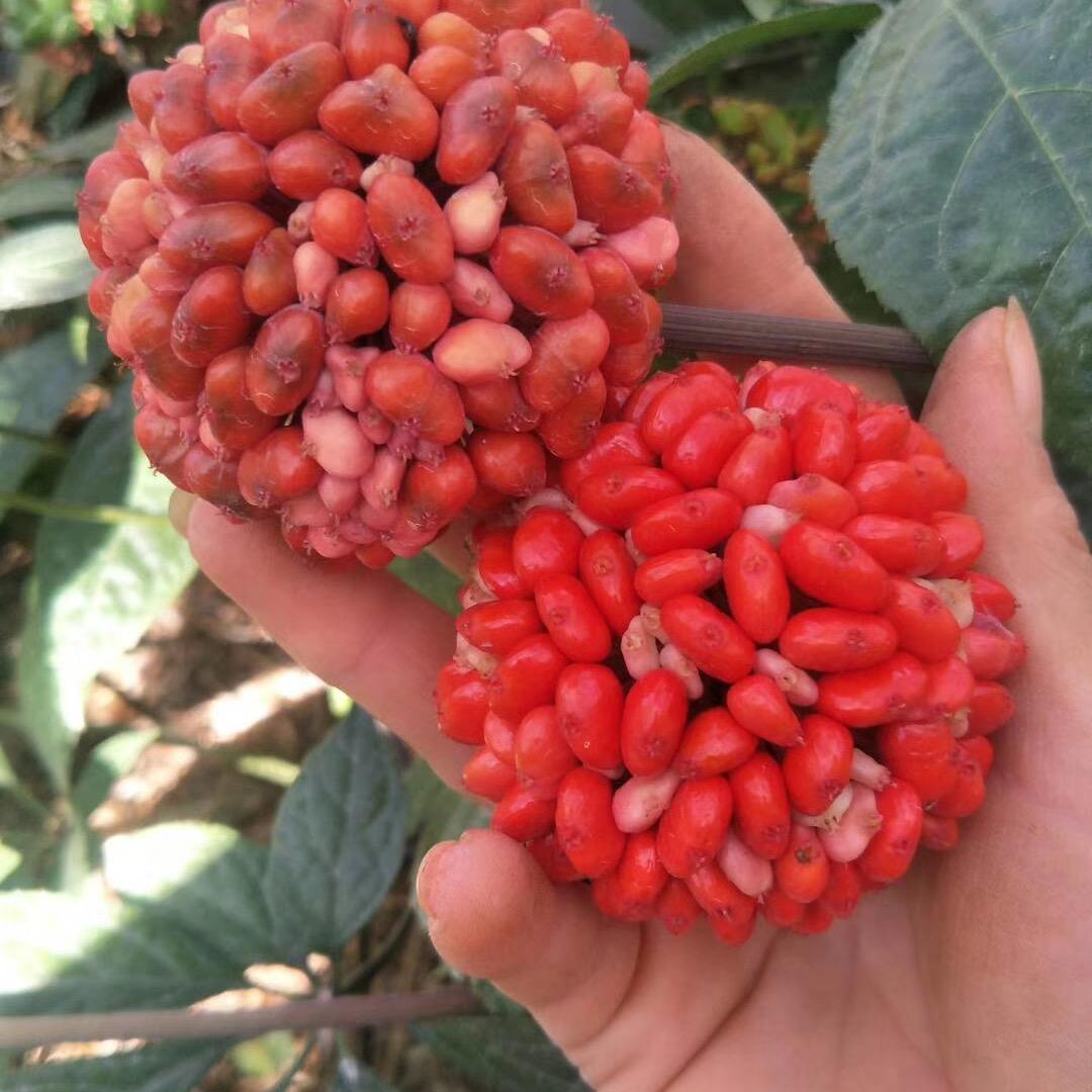 康美爱分享