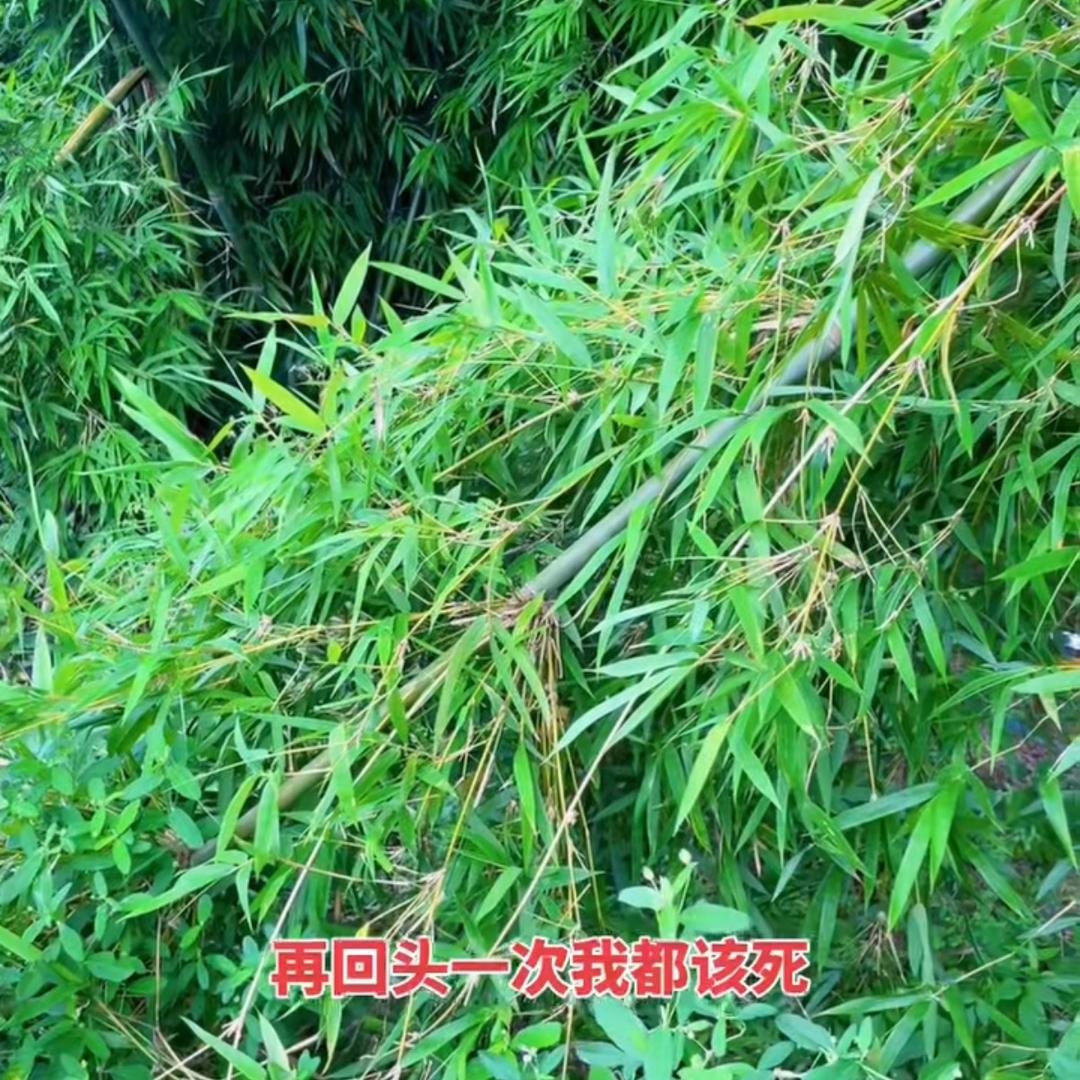 无言