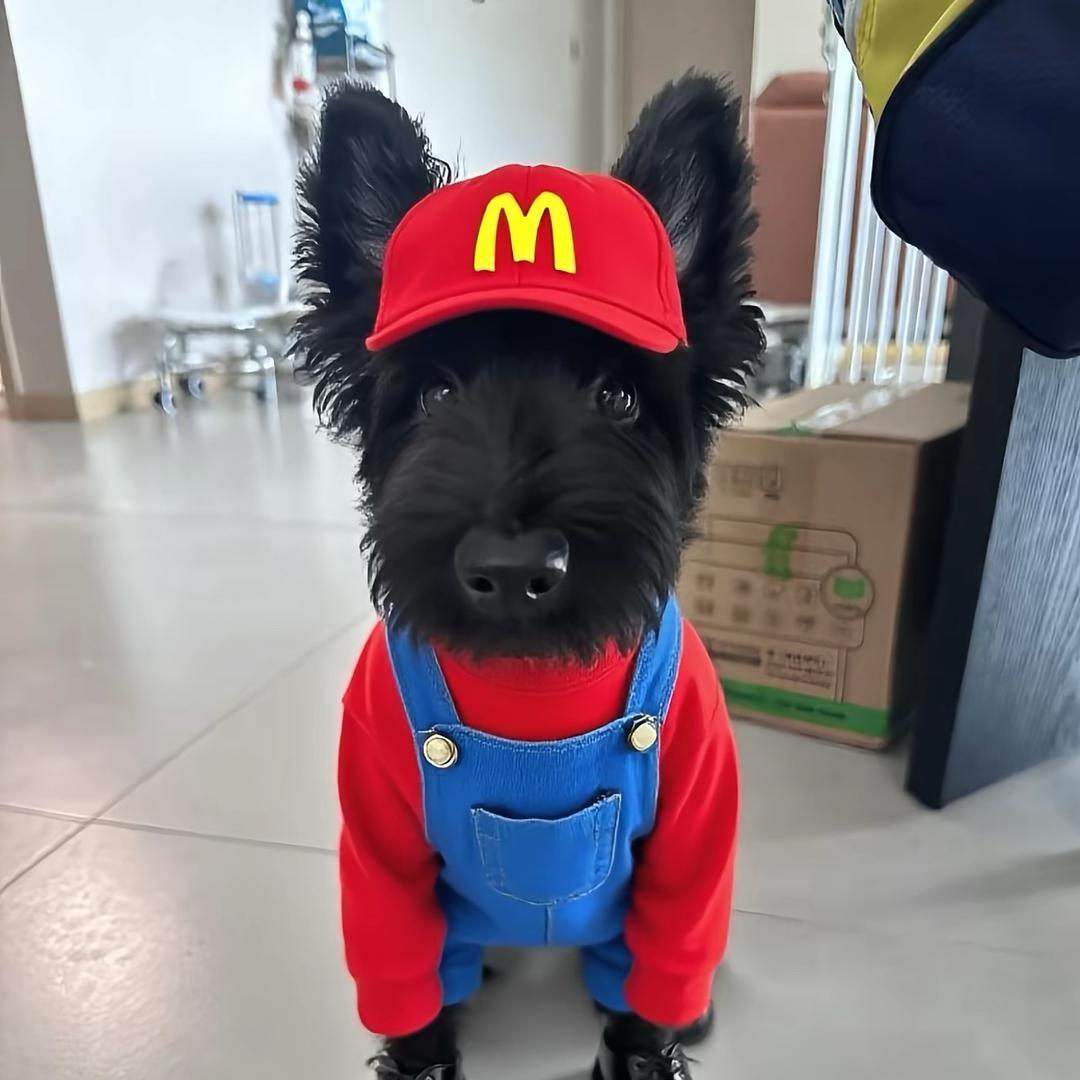 炭包是小黑