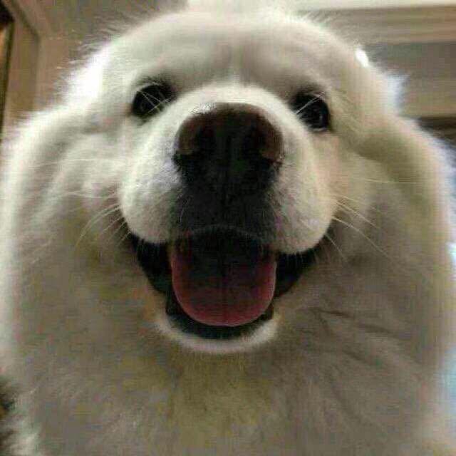 容县 笑宠 宠物托运寄养