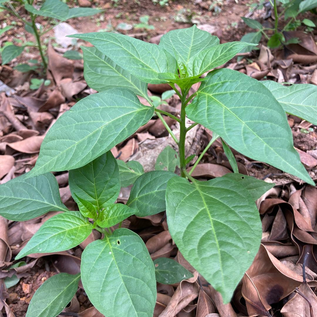 植物赞