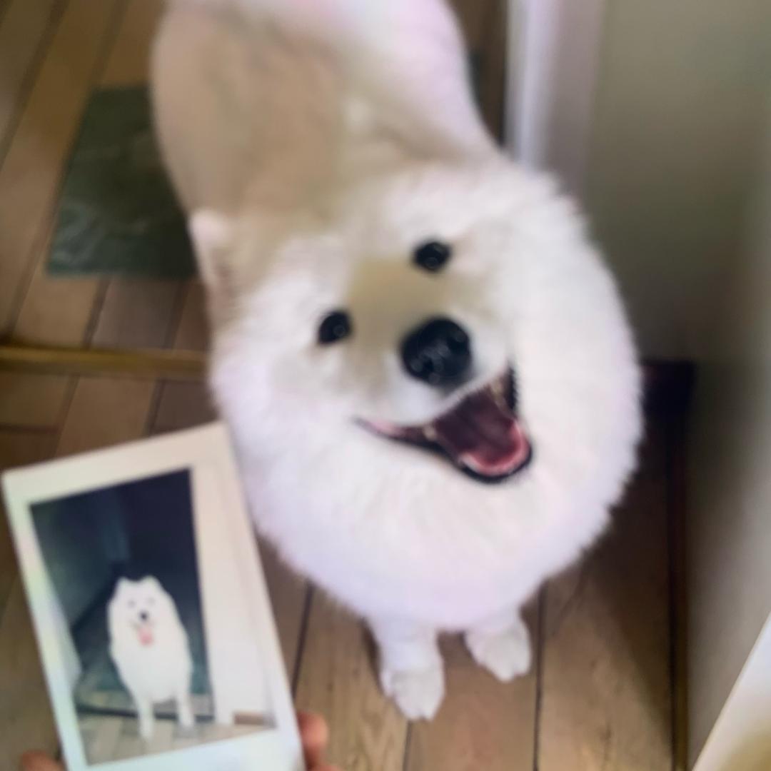 阿孟家小宠