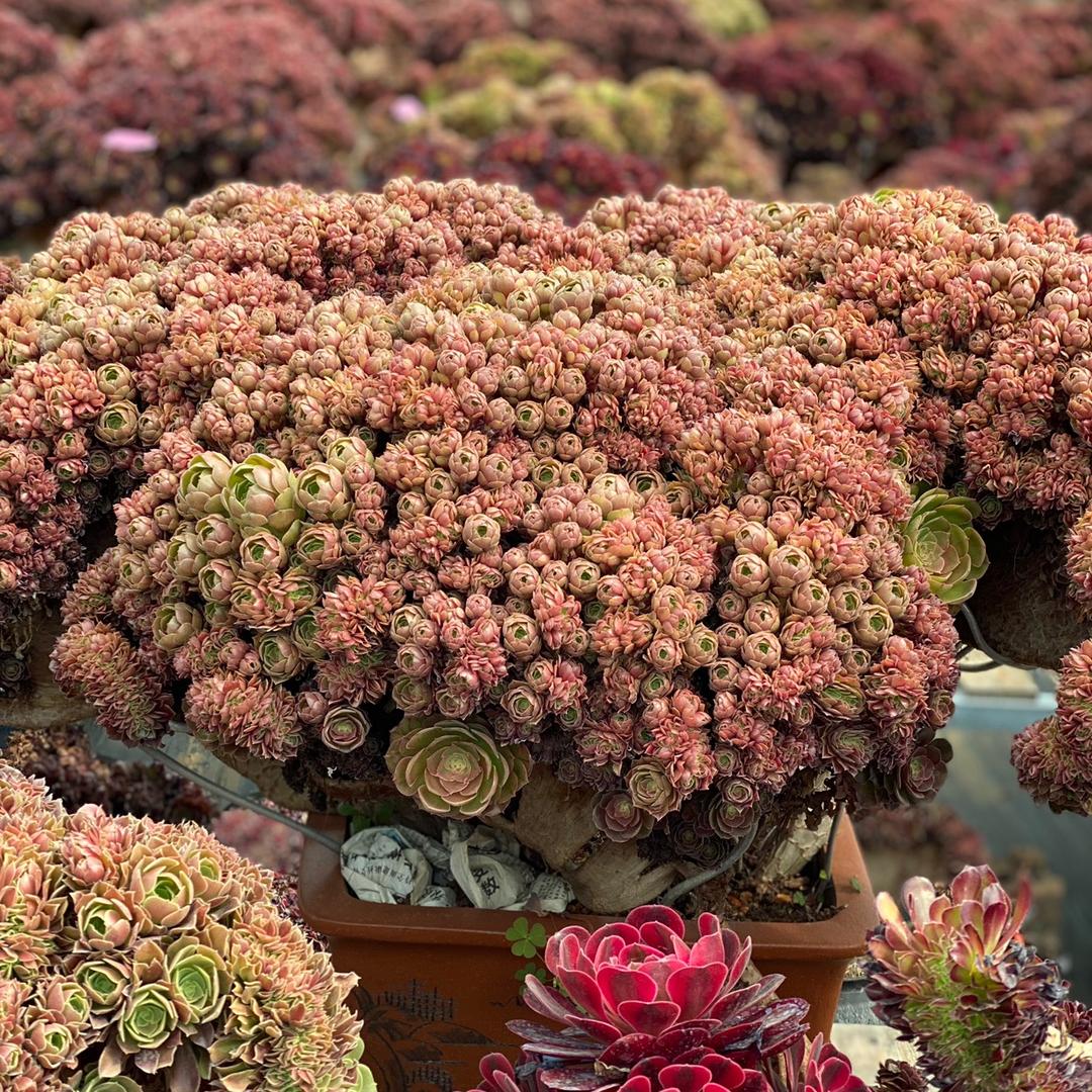 精品法师绿植园艺