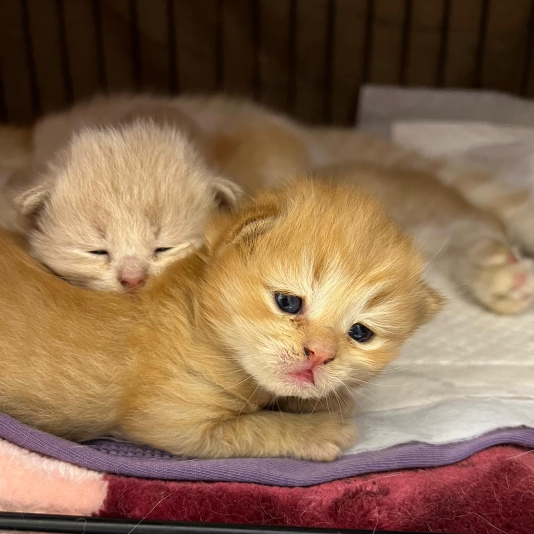 小橘叫阿呆 大橘叫榴莲