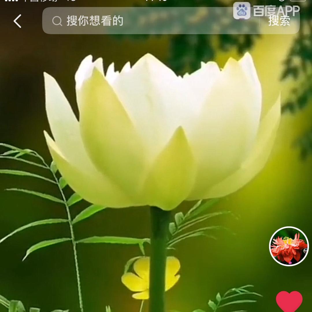 荷之恋