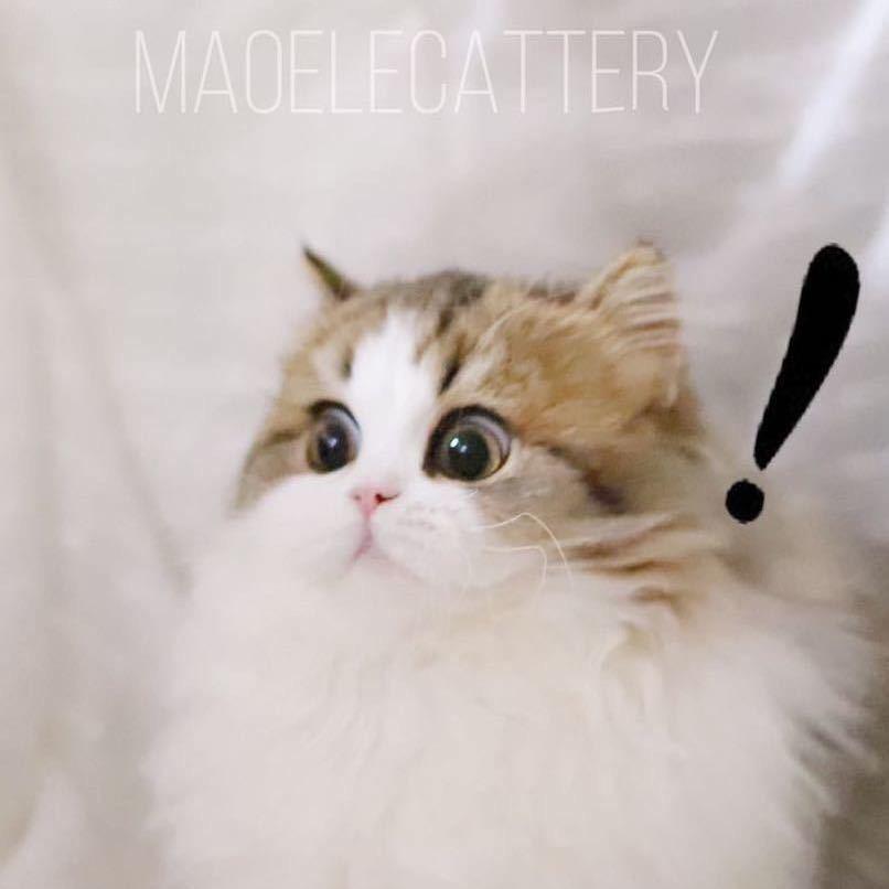 猫饿了的短腿猫