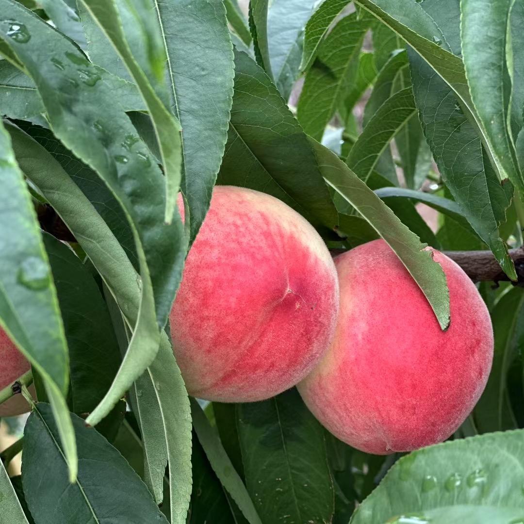 真个尖鲜果（秦安蜜桃直销）