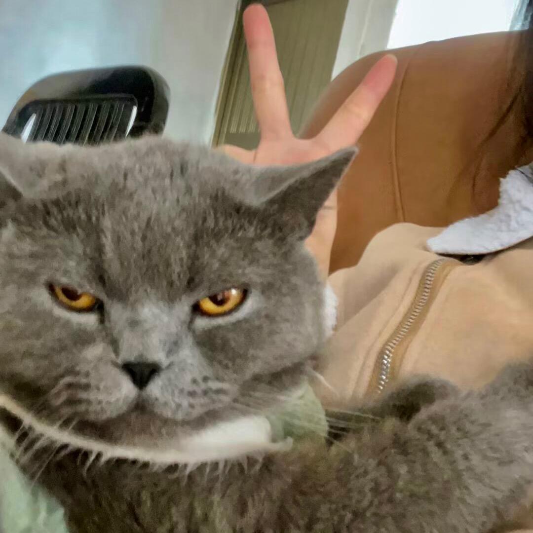 猪猪点星🌟