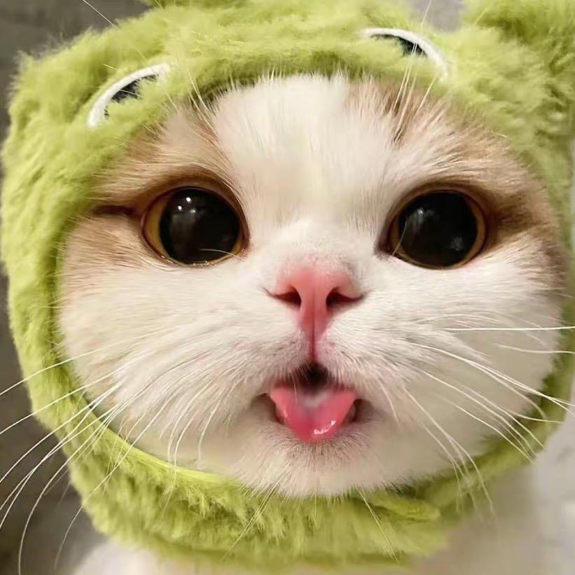 猫咪爱做梦ㅤ