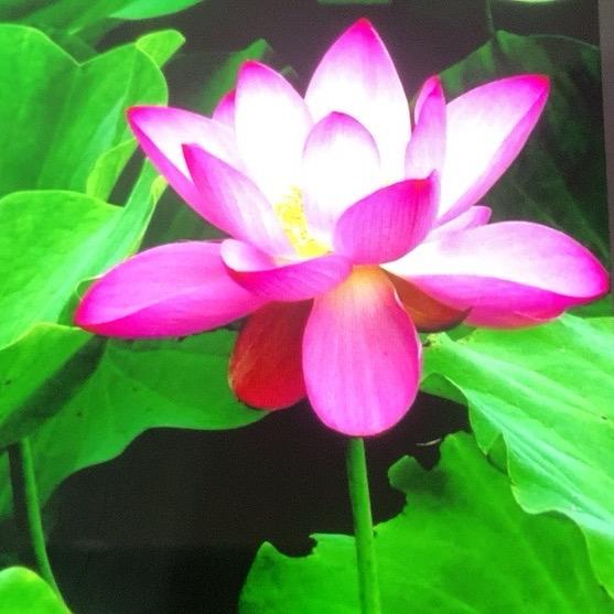 再見不是當年人