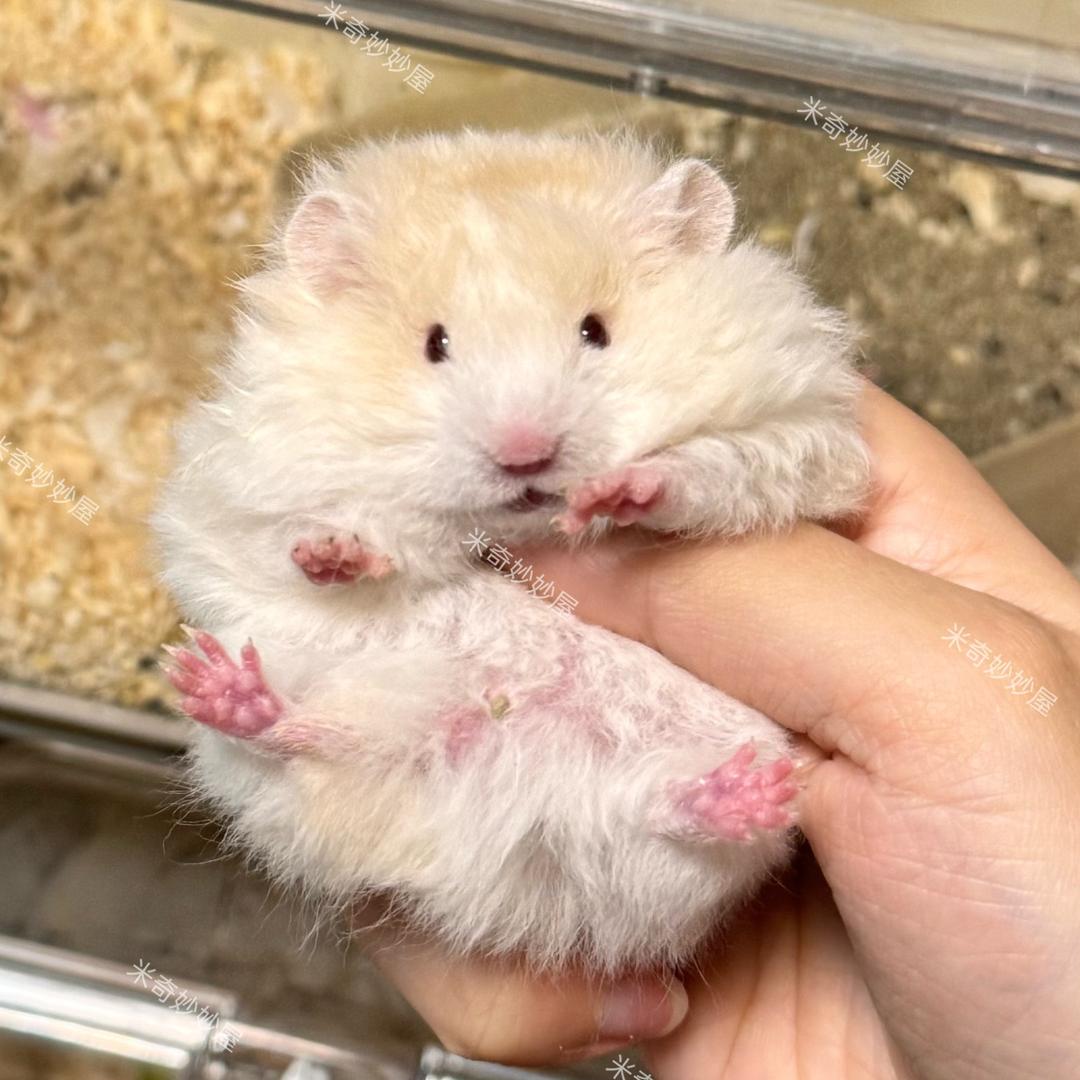 伯乐小熊