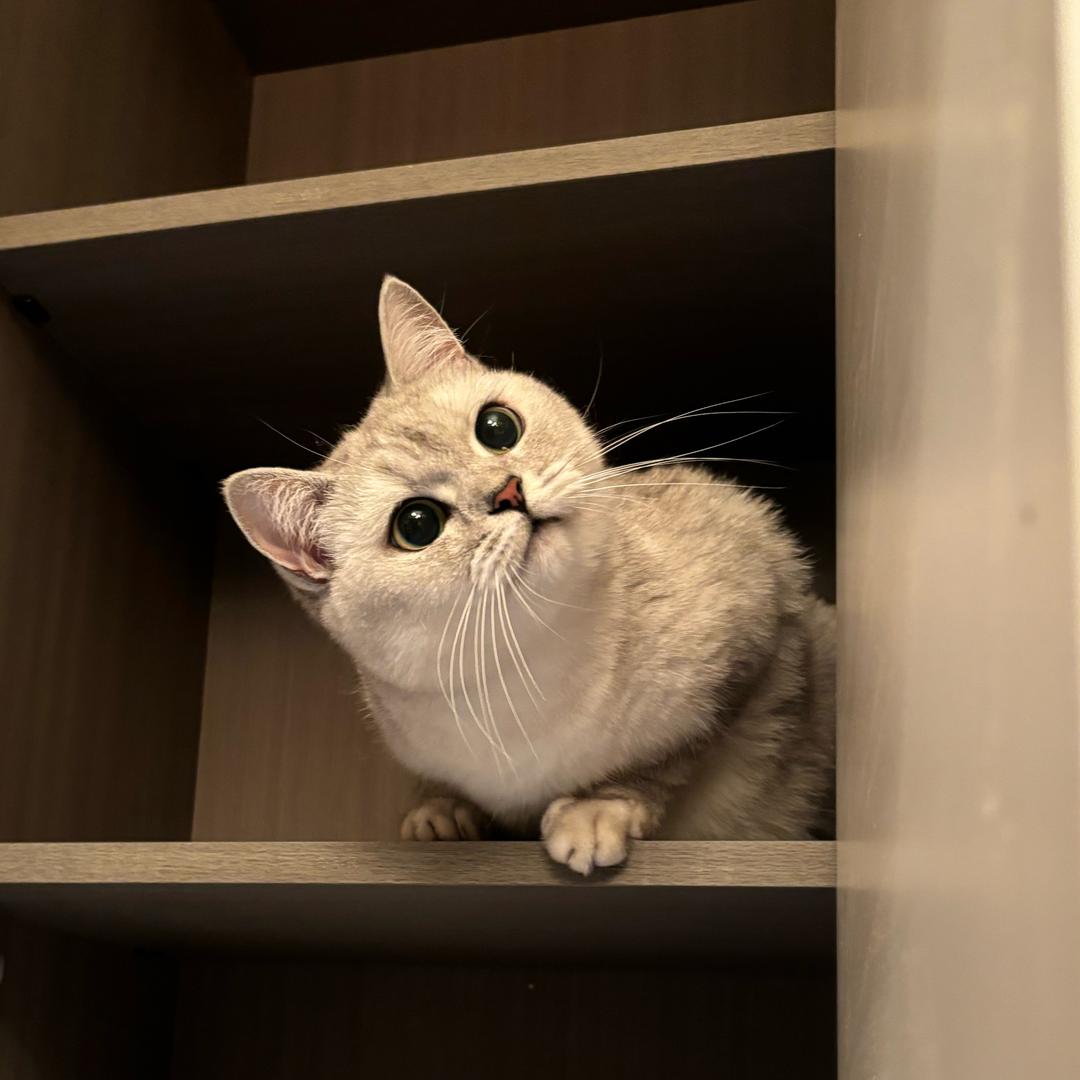 四喜丸子小点心