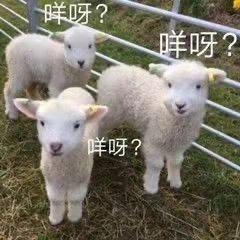 爱干饭的麻酱拌面