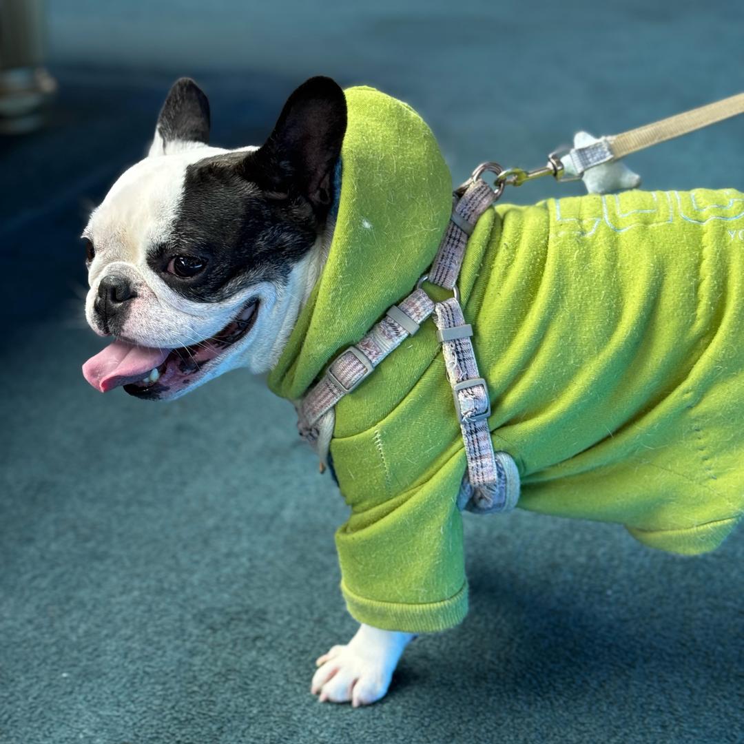 奶牛🐮不是牛🐶