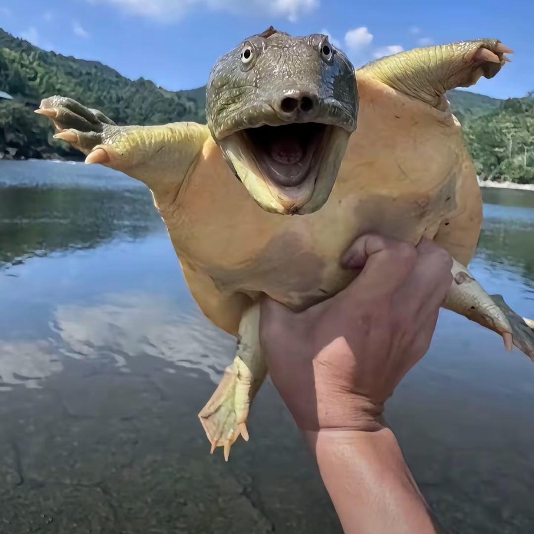 手拿王八