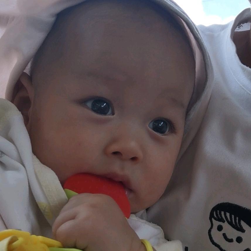 云南板栗 小桂