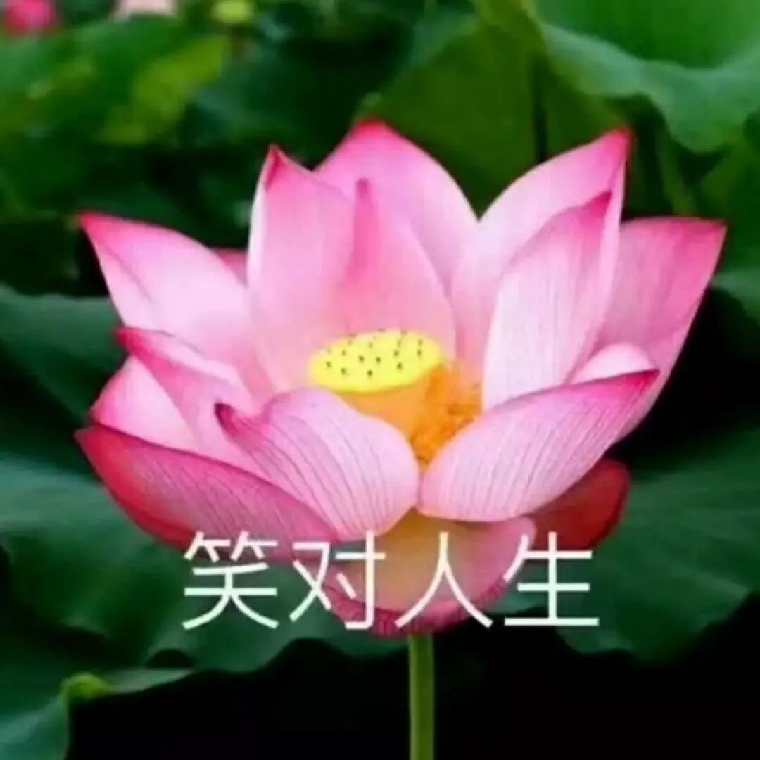 鸿星闪闪闪闪