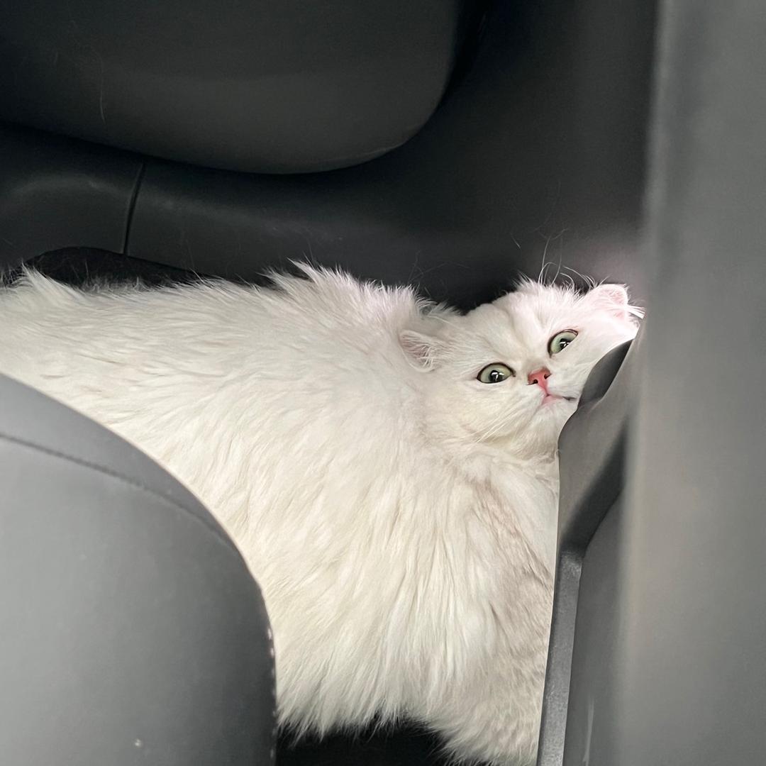 能吃是福🐽（减肥版）