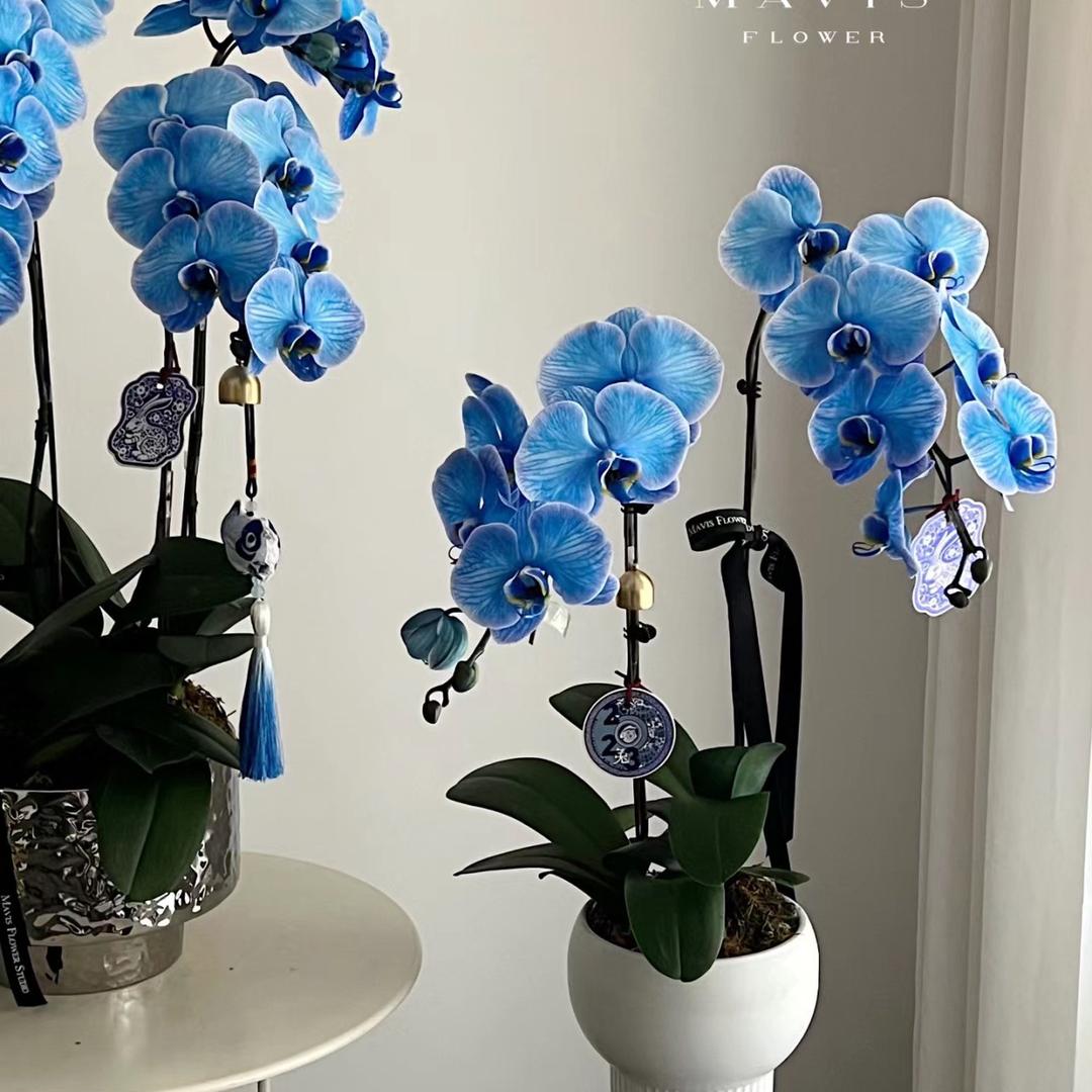 柏小悦云露蝴蝶兰