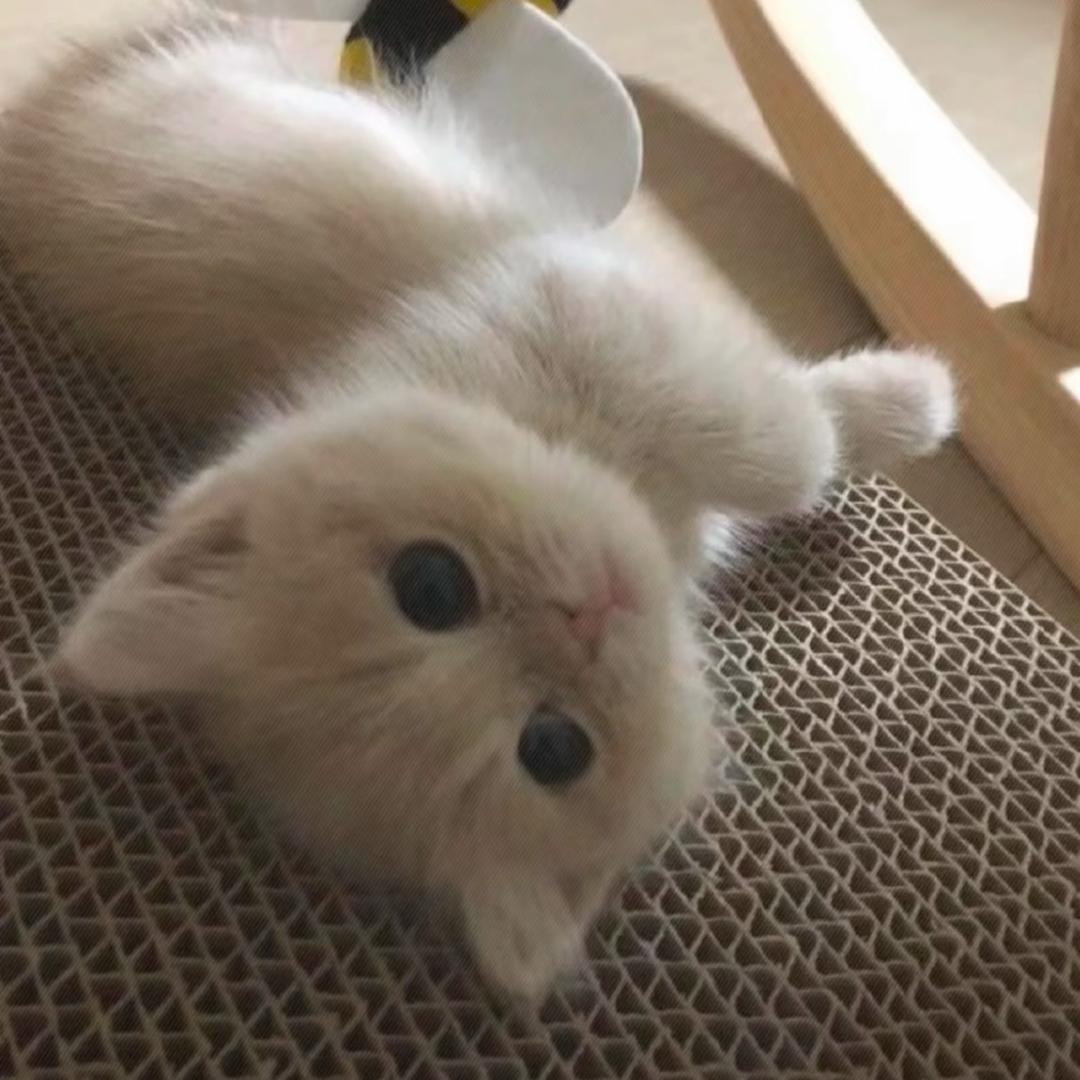 caTvT