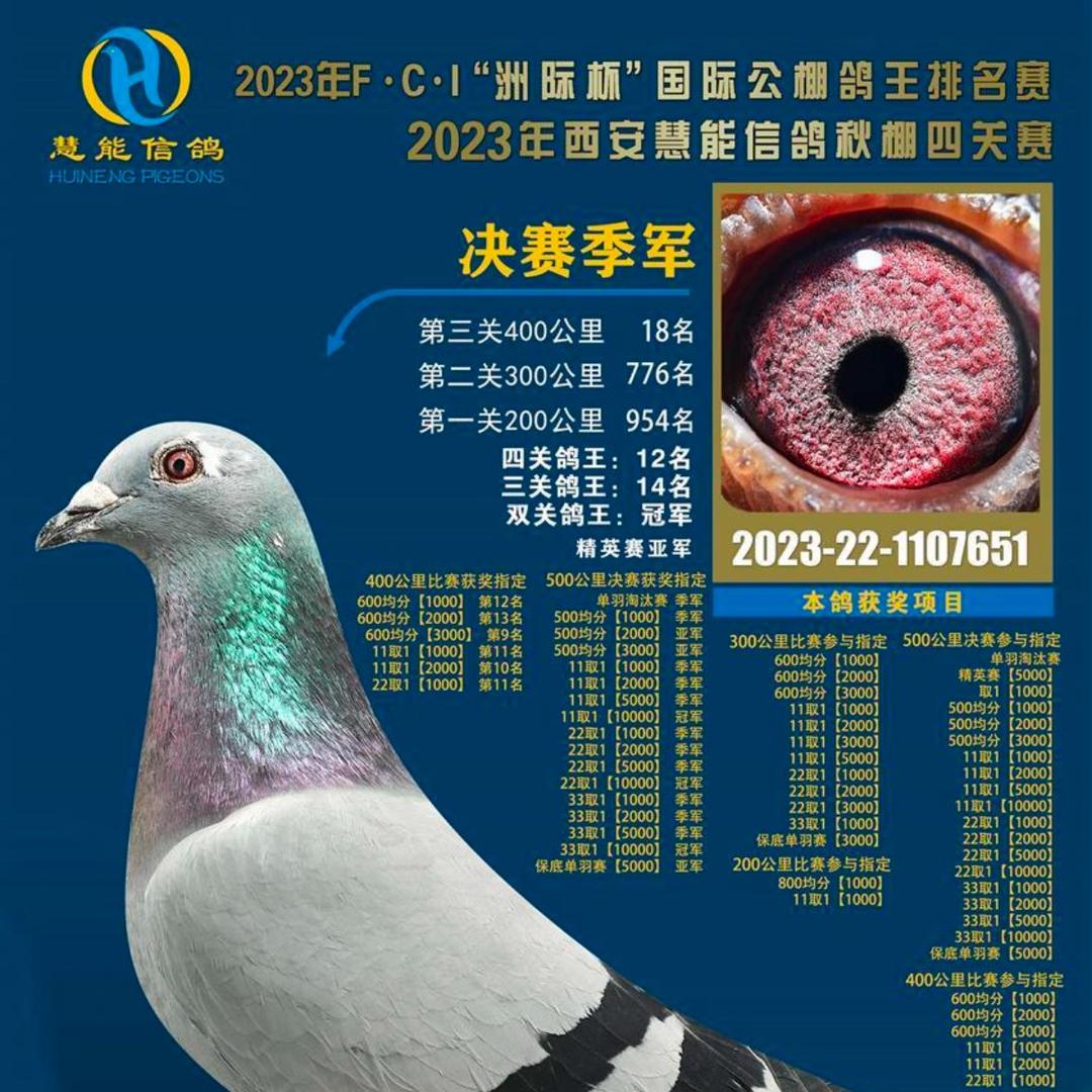 四川超越铭鸽