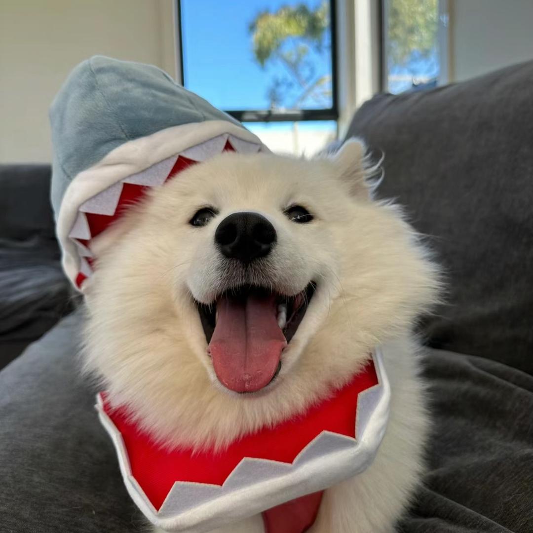 凯兴犬舍精选小铺