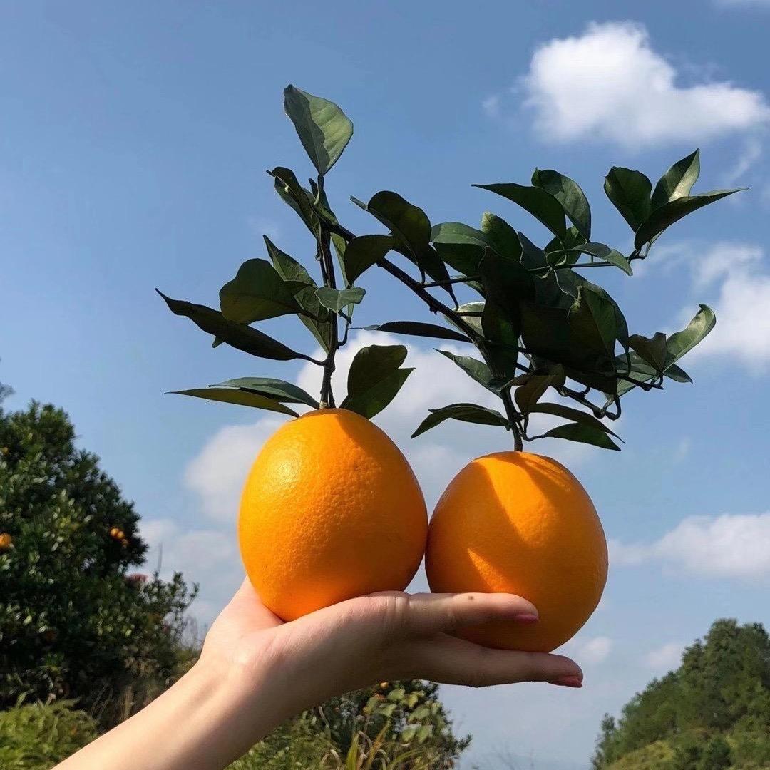 赣南相知源果业