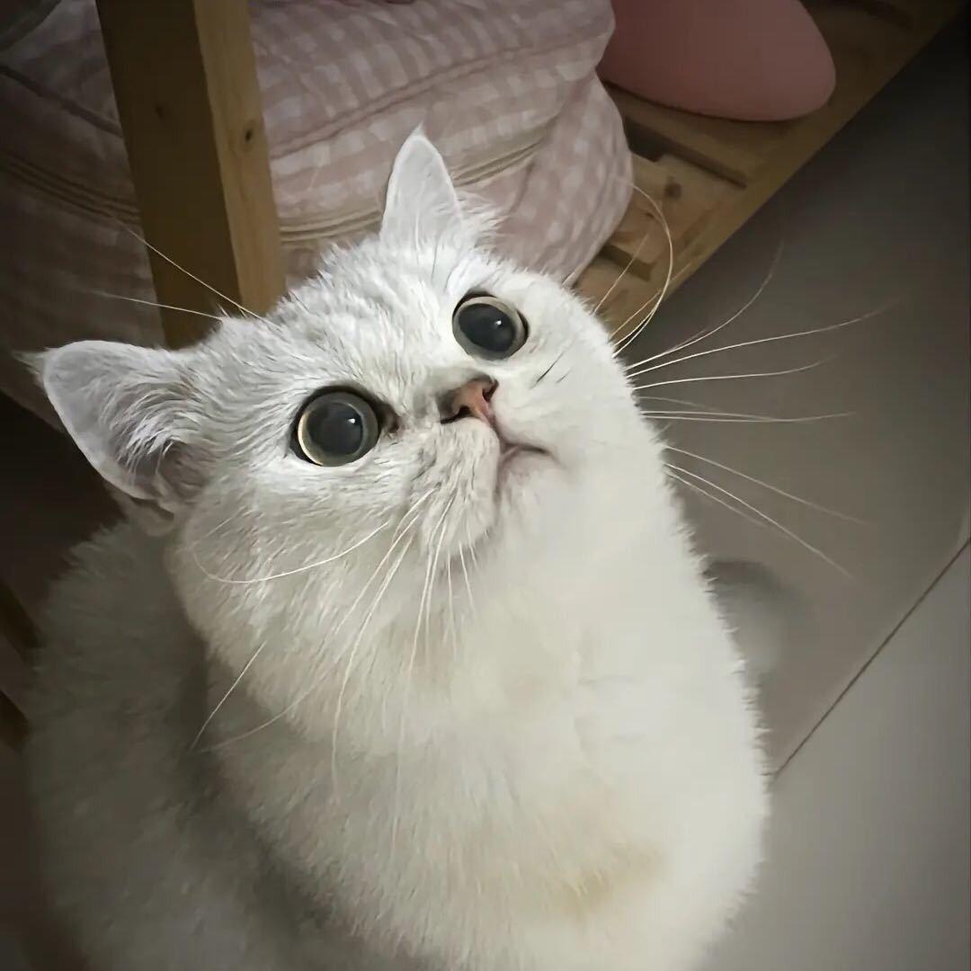 大饼L