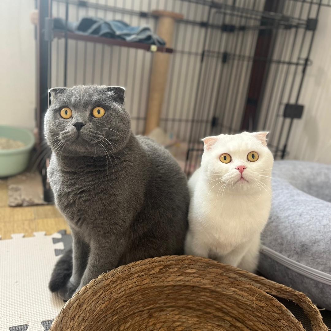 麻球球&奶盖盖