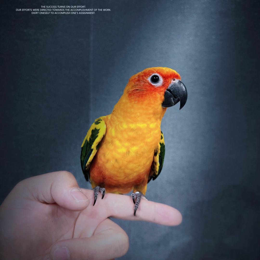 不讲鹉得（博仔）