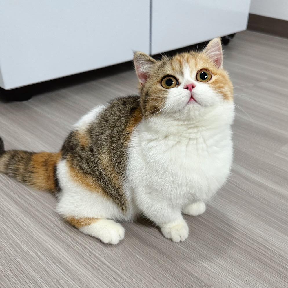 mini是只矮脚喵